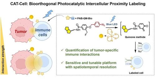 突破細(xì)胞互作研究瓶頸 陳鵬與樊新元團(tuán)隊(duì)開(kāi)發(fā)革命性生物正交光催化標(biāo)記技術(shù)